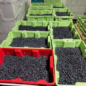 Blueberry Packing Facility